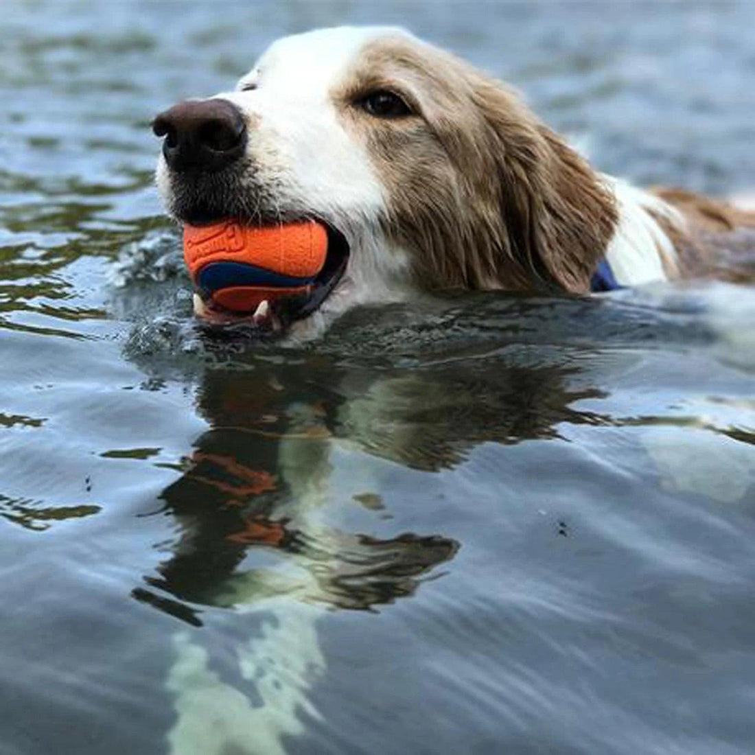 The Ultimate Chew-Resistant Dog Toy Ball: Ultra-Durable Playtime Companion for Large Dogs